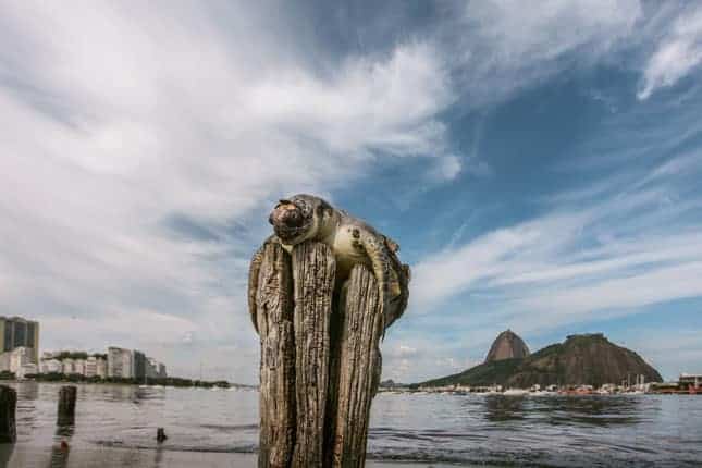 Rio De Jenerio Brezilya